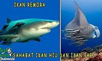 Ikan Hiu Bernapas Dengan Apa